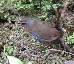 Scelorchilus rubecula