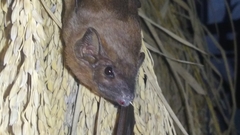 Taphozous longimanus