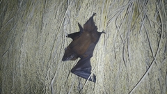 Taphozous longimanus