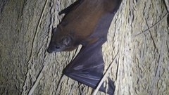 Taphozous longimanus