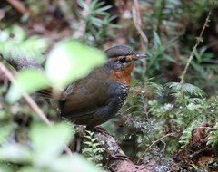Scelorchilus rubecula