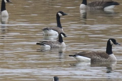 Branta hutchinsii hutchinsii