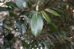 Laureliopsis philippiana