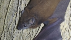 Taphozous longimanus
