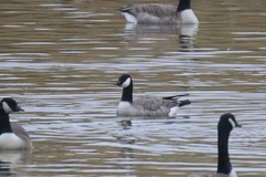 Branta hutchinsii hutchinsii