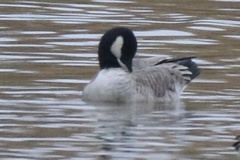 Branta hutchinsii hutchinsii