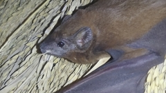 Taphozous longimanus