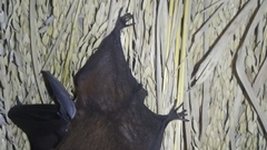 Taphozous longimanus