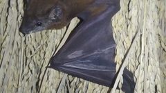 Taphozous longimanus
