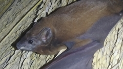 Taphozous longimanus