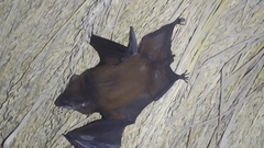 Taphozous longimanus