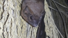 Taphozous longimanus