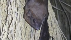 Taphozous longimanus