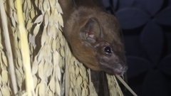 Taphozous longimanus