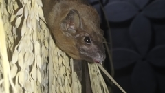 Taphozous longimanus