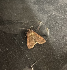 Noctuidae