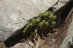 Athyrium distentifolium