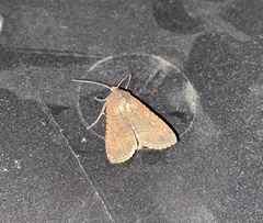Noctuidae