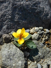 Viola crassa