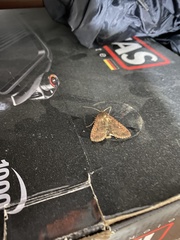 Noctuidae