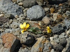 Viola crassa