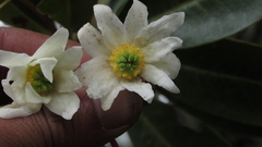 Drimys granadensis