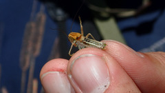 Decticita balli