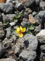Viola crassa