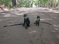 Cercopithecus mitis albogularis