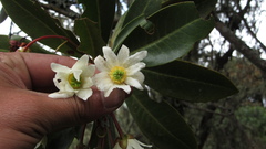 Drimys granadensis