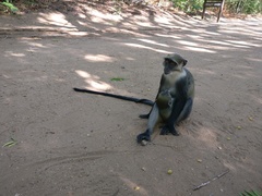 Cercopithecus mitis albogularis