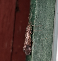 Glyphopsyche irrorata