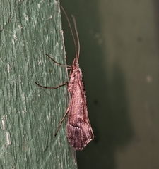 Glyphopsyche irrorata