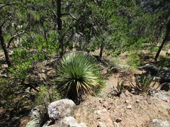 Dasylirion acrotrichum