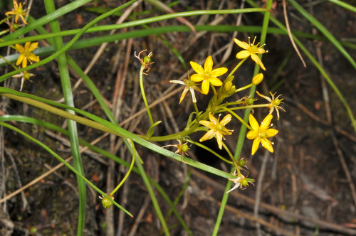 Image of Bulbinella Modesta (Bulbinella modesta) by (c) Pieter Pelser, some rights reserved (CC BY)