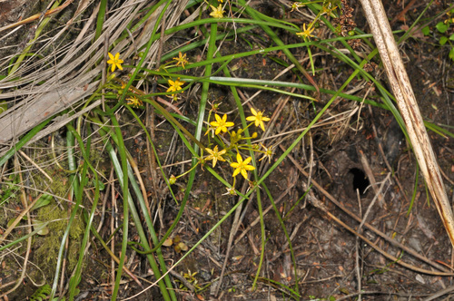 Image of Bulbinella Modesta (Bulbinella modesta) by (c) Pieter Pelser, some rights reserved (CC BY)
