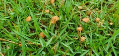 Marasmius