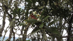 Drimys granadensis