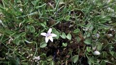 Lobelia oligophylla