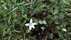 Lobelia oligophylla