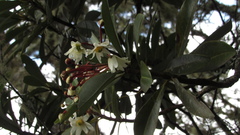Drimys granadensis