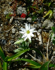 Stellaria eschscholtziana