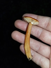 Lactarius subviscidus
