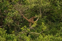 Brachyteles arachnoides