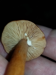 Lactarius subviscidus