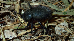 Eleodes nigropilosa