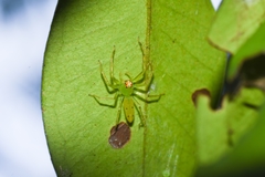 Lyssomanes pauper