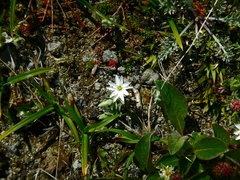 Stellaria eschscholtziana