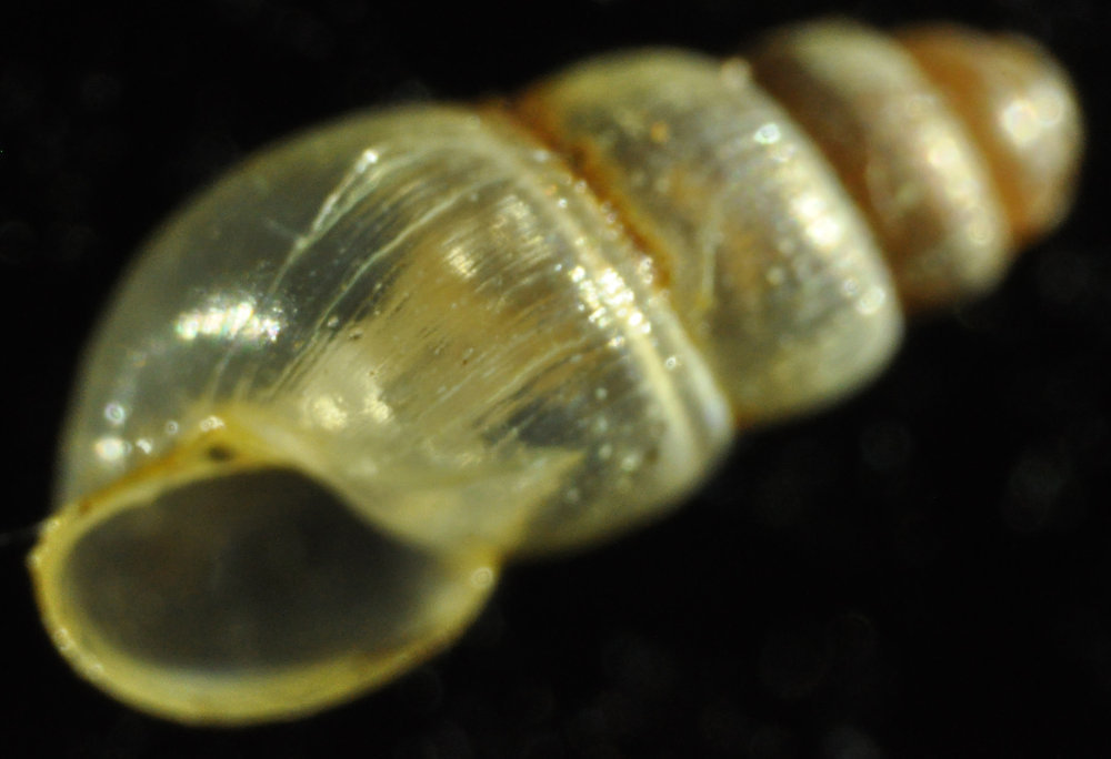 Awl Snails