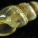 Lamellaxis micra - Photo (c) 2010 Moorea Biocode,  זכויות יוצרים חלקיות (CC BY-NC-SA)